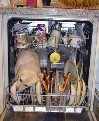Abwaschen lustige Bilder - Hund im Geschirrspüler