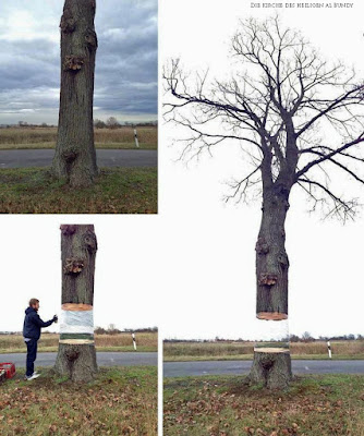 Optische Täuschung an Baum zum lachen