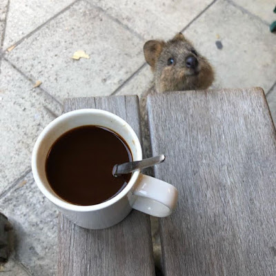 Eichhörnchen neben Tasse Kaffee