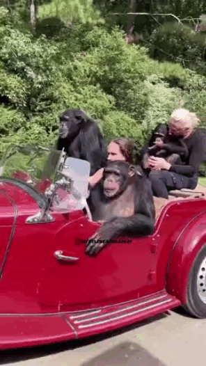 Auto Ausflug mit der Affenbande lustig Menschliche Marotten: Lustige Geschichten aus dem Leben Ausflug, Auto, Humorvolle Alltagsgeschichten