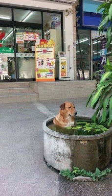 Extrem heisses Sommer Wetter Hund kuehlt sich ab lustig