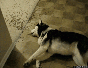 Fauler Hund isst und liegt auf Boden 1