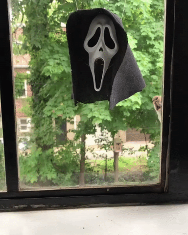 Fenstergucker–lustig skurrile Welt vor deinem Fenster 2