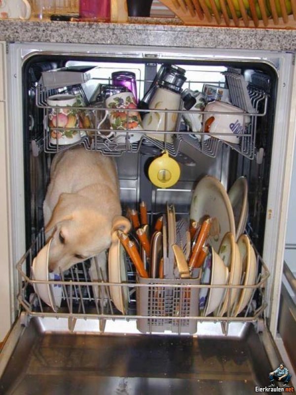 Ist das Geschirr wirklich sauber Hund leckt Abwasch sauber Heitere Haushaltsmomente mit einem Augenzwinkern Haushalt, Komische Begebenheiten des Lebens, Küche