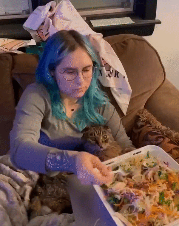 Katze schlaegt Essen von der Gabel witzig