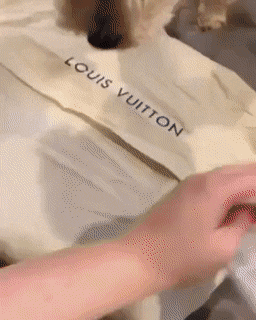 Louis Vuitton witzige Bilder Luxusmarke tragen 1 Lach dich schlapp: Lustige Bilder für den Spaßfaktor Lustige Bilder, Mode