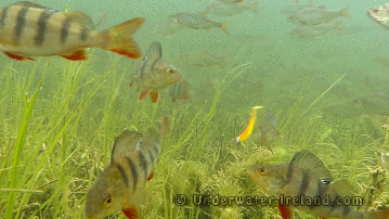 Unterwasserkamera beim Angeln Fisch am Haken Freizeit mit Freude: Entspannung, pur Angeln, Entspannung, Freizeit, Hobby, Komische Begebenheiten des Lebens